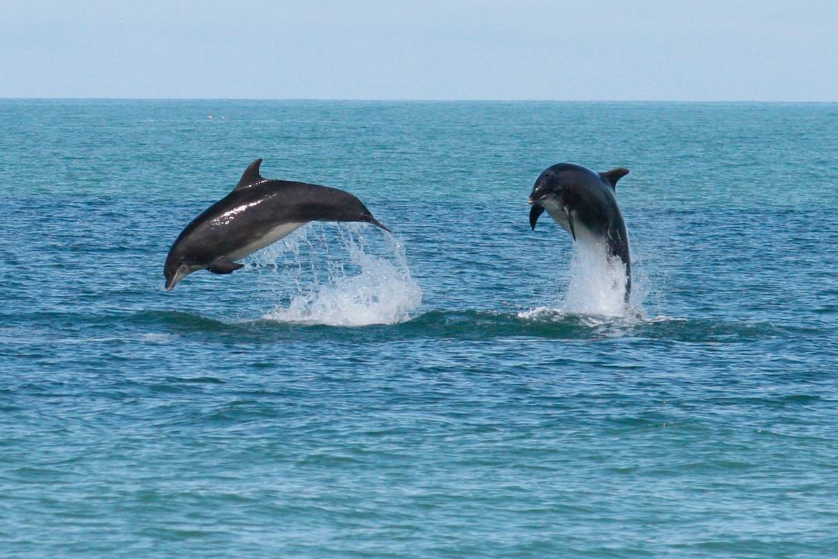 Plonger avec les dauphins à Marsa Allam une expérience unique en mer Rouge