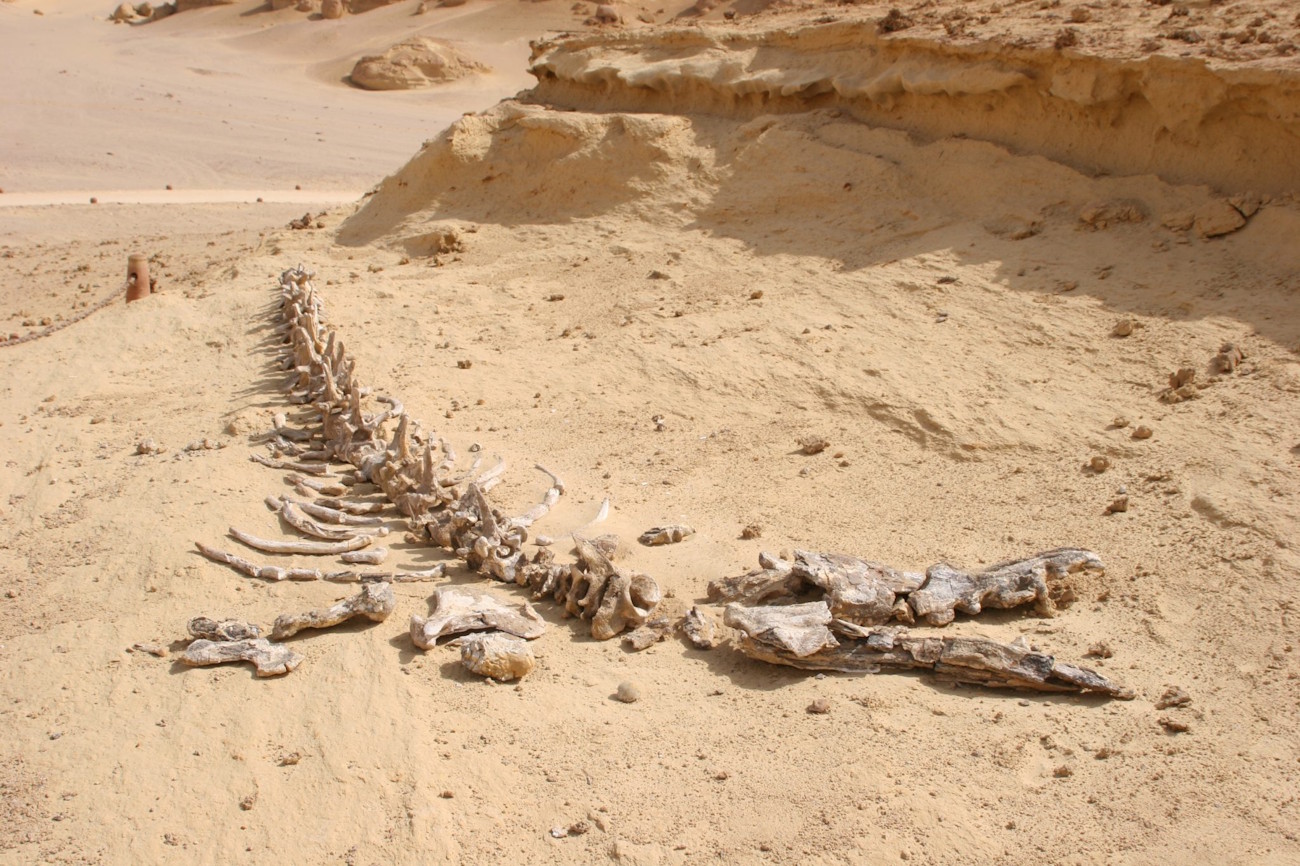 La vallée des baleines (Wadi El-Hitan) : patrimoine mondial de l’UNESCO